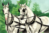 Carriage Driving, Equine Art - Grey Warmbloods